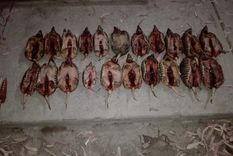 Los 21 animales fueron secuestrados de una camioneta en la Cuesta de los Terneros, en San Rafael Los 21 animales fueron secuestrados de una camioneta en la Cuesta de los Terneros, en San Rafael