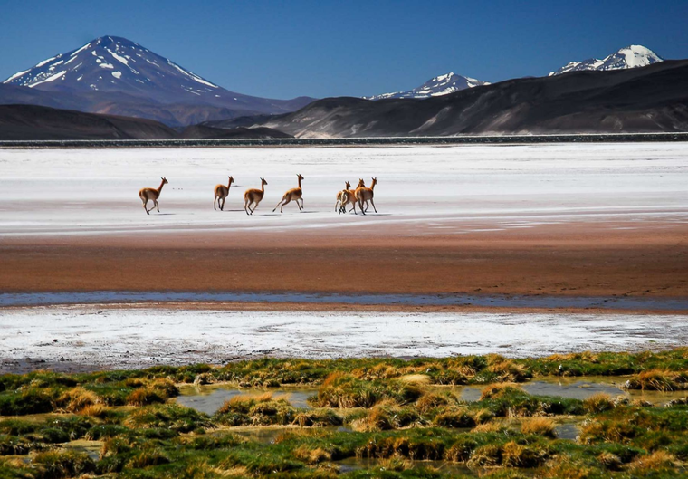 La fauna andina también forma parte del paisaje que acompaña la ruta en el oeste catamarqueño. La fauna andina también forma parte del paisaje que acompaña la ruta en el oeste catamarqueño.