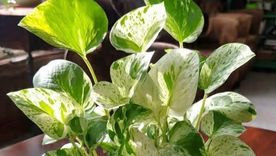 Plantas en agua. Plantas en agua.