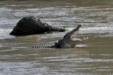 Un cocodrilo con un neumático de motocicleta usado alrededor de su cuello ve en un río en Palu, provincia indonesia de Sulawesi Central, diciembre de 2019.
