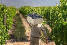 La vitivinicultura argentina y su faceta comercial, según el INV.