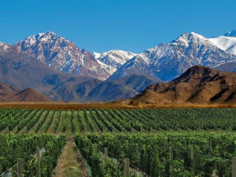 Viñedos de la Patagonia. Foto: Foto: lmneuquen.com