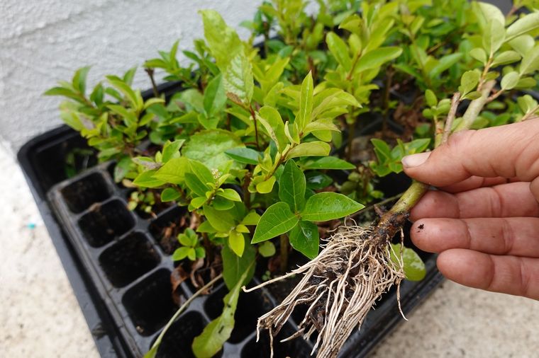 El enraizador casero que es oro puro para las plantas del jardín Foto: Shutterstock