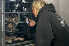 La tigresa llegó al santuario de EEUU Foto: Wildcat Sanctuary
