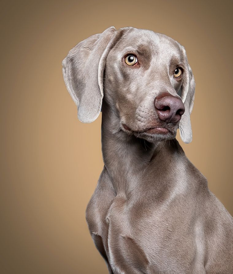 Cómo saber si tu perro es una de las mascotas más inteligentes Foto: Shutterstock