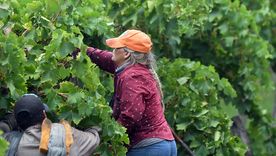 Cada vez hay más sectores en rojo a nivel nacional, y apenas se salvan del incendio, el ganado vacuno, ovinos, granos y miel.