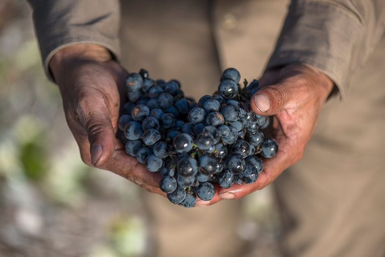 Cruzada judicial contra Fecovita está arrojando saldo favorable al empresario español. Las 10 auditoras globales màs destacadas insisten en darle razón. Cruzada judicial contra Fecovita está arrojando saldo favorable al empresario español. Las 10 auditoras globales màs destacadas insisten en darle razón.