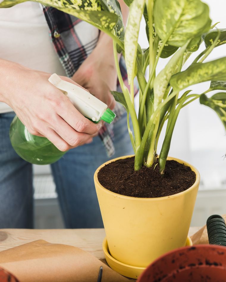 El mejor abono para las plantas. Fuente: Freepik.