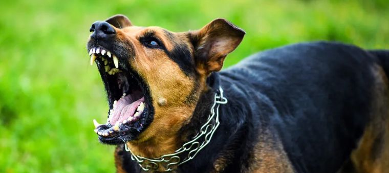 Esta semana, un grupo de entre 6 y 10 perros mató a una joven de 23 años en San Juan Foto: CBC.ca