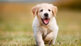 Estas razas de mascota se caracterizan por su actitud sociable con los niños. Foto: Archivo Estas razas de mascota se caracterizan por su actitud sociable con los niños. Foto: Archivo