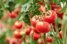 Disfrutarás de tomates sabrosos y de una actividad que enriquecerá tu día a día. Foto: Archivo