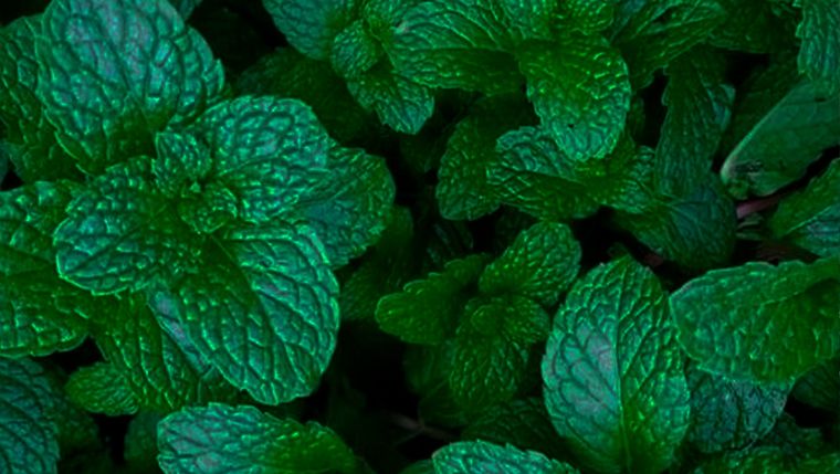 Jardinería. La menta puede revivir. Jardinería. La menta puede revivir.