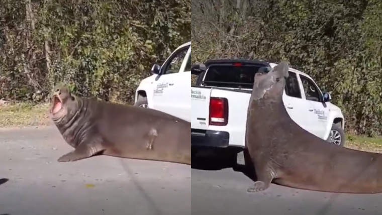 Los vecinos de Ensenada vieron a un elefante marino en la ruta.
