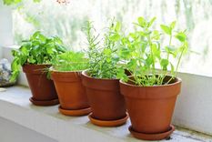 plantas medicinales que no deben faltar en tu casa