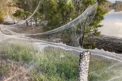 MDZol | El manto tejido por las arañas apareció en los campos alrededor de las ciudades azotadas por lluvias torrenciales los días previos. Foto: CAROLYN CROSSLEY