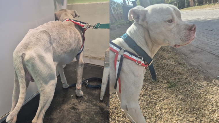 El dogo rescatado de la casa de Claudio Barrelier fue bautizado como Agosto.
