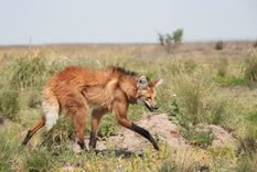 El aguará guazú es uno de los animales amenazados en la Argentina Foto: Ministerio de Ambiente de la Nación