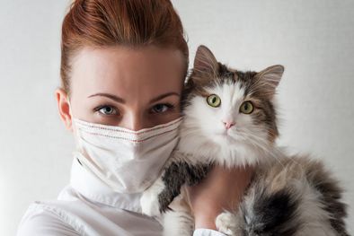 MDZol | Polonia reportó la infección de más de 40 gatos con gripe aviar Foto: Shutterstock