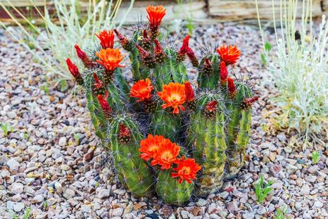 Los cactus navideños lucirán repletos de flores en el jardín.