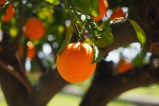 Es importante cosechar las naranjas en invierno. Foto: Pixabay