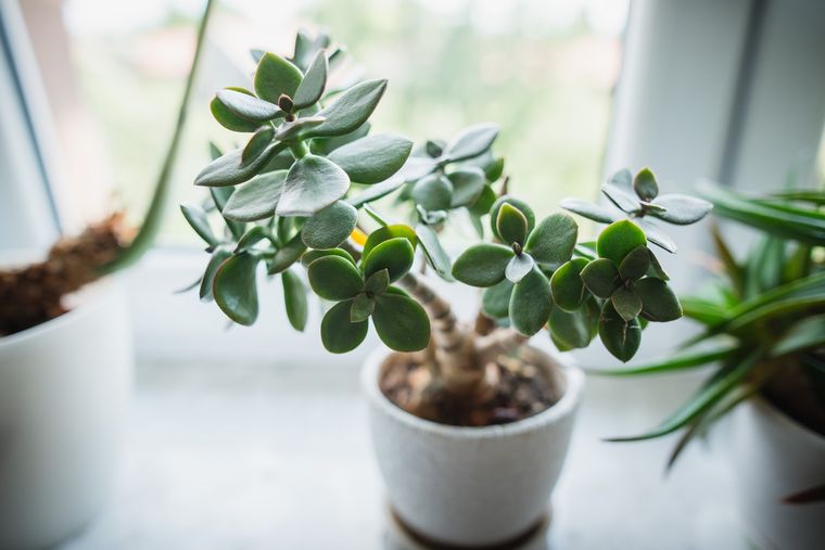 JARDÍN LA CRASSULA OVATA ES UNA POPULAR SUCULENTA QUE, PARA LA CULTURA CHINA, ES DE LA BUENA SUERTE. Foto: Shutterstock