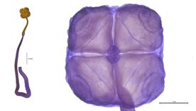 Fotos: Conicet Fotos: Conicet