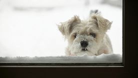 Frío extremo y mascotas: expertos recomiendan no dejar a los perros afuera.