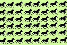 ACERTIJO VISUAL ACERTIJO VISUAL, RETO VISUAL, CABALLO Foto: ARCHIVO