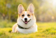 Fin del misterio: por qué los perros ladran a algunas personas y a otras no Los perros suelen ladrar con frecuencia. Foto: Shutterstock