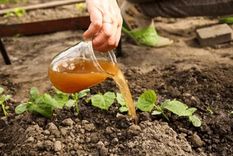 Estos abonos líquidos son muy potentes y reviven cualquier tipo de problemas en las plantas Foto: Shutterstock