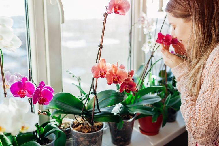 Con este remedio casero las orquídeas estarán sanas y crecerán más fuertes Foto: Shutterstock