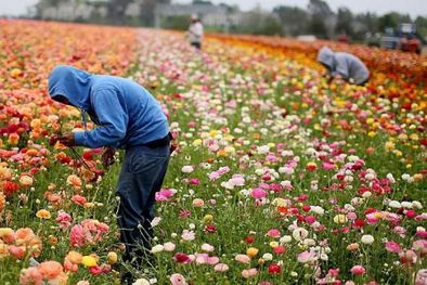 MDZol | Un creciente número de menores indocumentados está trabajando en los campos en EE.UU. Foto: Getty Images