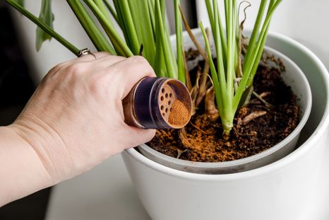 La canela, ideal para ayudar a las plantas. Foto: Fuente: Shutterstock La canela, ideal para ayudar a las plantas. Foto: Fuente: Shutterstock