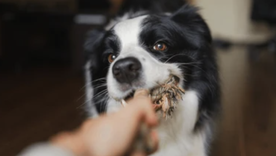 Compartir este juego refuerza el vínculo entre los perros y las personas. Foto: Shutterstock Compartir este juego refuerza el vínculo entre los perros y las personas. Foto: Shutterstock