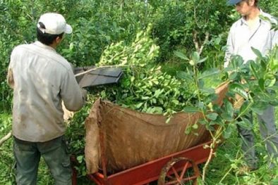 MDZol | La pulseada por el precio de la hoja verde y la yerba mate canchada sigue enfrentando a los productos y la industria. Foto: MDZ - Alejandro Spivak
