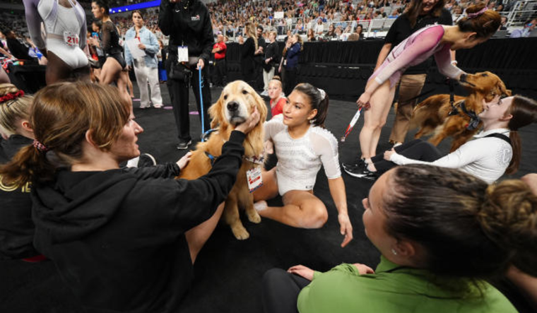 Este es Beacon, perro que ayuda a las gimnastas de Estados Unidos. Foto: AP