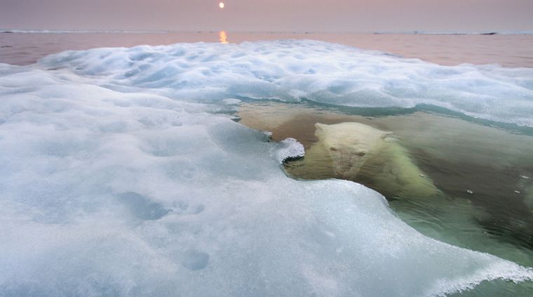 Foto: http://www.nhm.ac.uk/