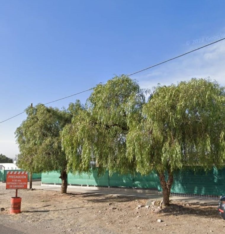 Los aguaribay daban sombra y oxígeno en la zona de El Challao