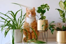 Las plantas que debes tener en tu hogar si tienes mascotas (Shutterstock).