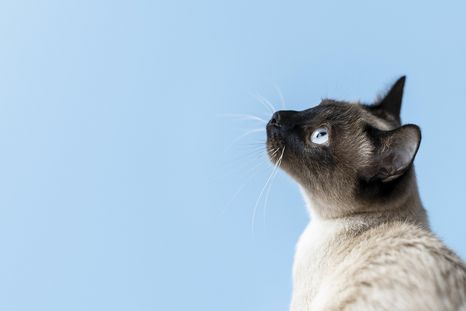 Los gatos tienen varios significados en un sueño. Fuente: Freepik. Los gatos tienen varios significados en un sueño. Fuente: Freepik.