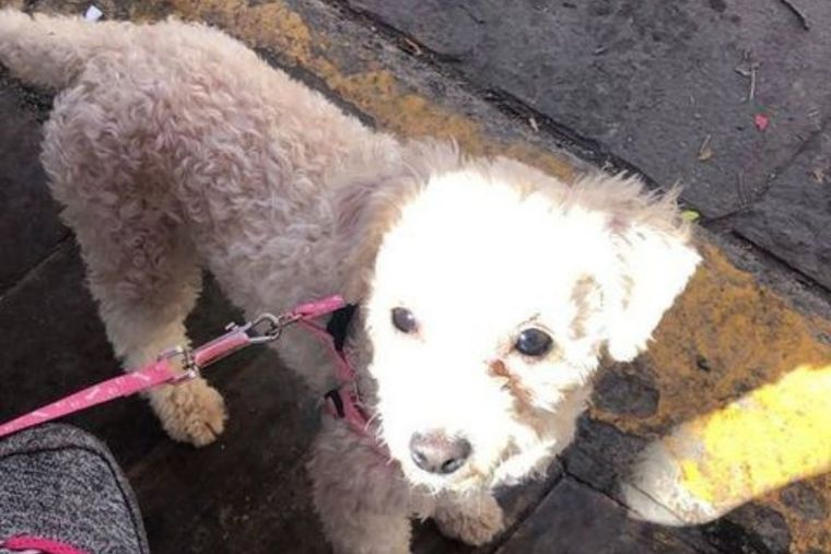 Tina, perrita, perdida