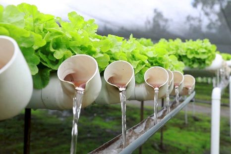 La hidroponía es una altenativa a la clásica agricultura. Foto: Archivo