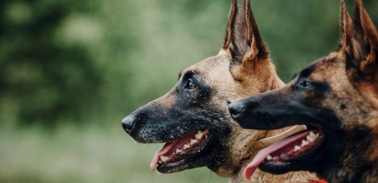 Un perro guardián es un perro entrenado para proteger a sus propietarios y sus pertenencias. Foto: Shutterstock
