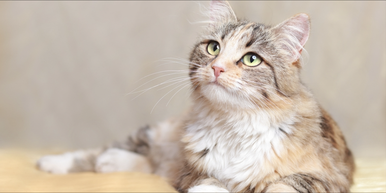 Los gatos tienen diferentes personalidades según su signo Foto: Shutterstock