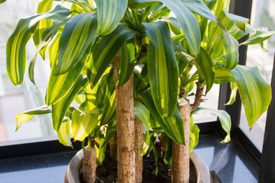 MDZol | Este abono casero le devolverá vitalidad a tus plantas Foto: Shutterstock