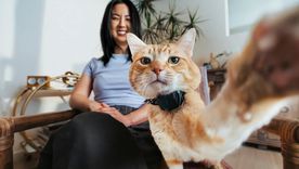 El mejor cuidado natural para tus mascotas. El mejor cuidado natural para tus mascotas.