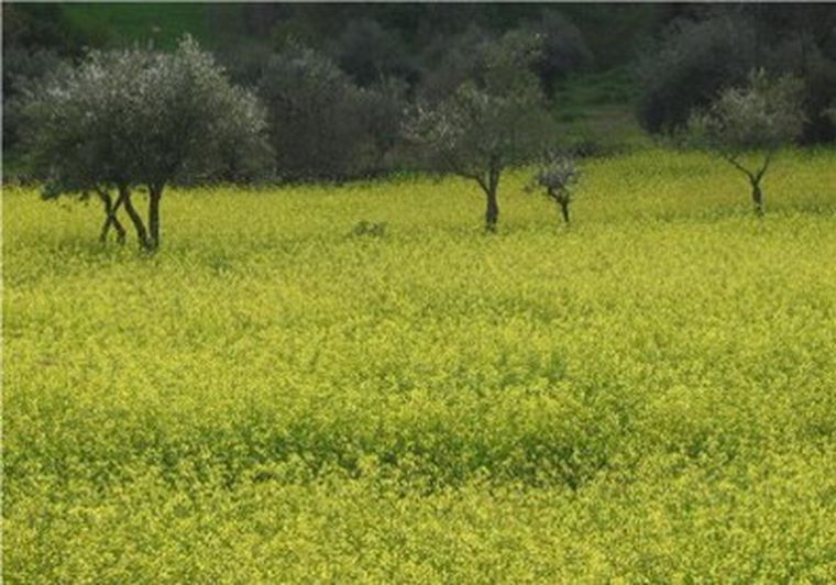 San Luis sostiene que la sequía no los afectó. Foto: Gobierno de San Luis