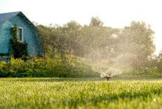 Las plantas que requieren pocos cuidados. Foto: Fuente: Shutterstock
