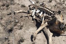 Por las sequías en Buenos Aires están muriendo los animales. Foto: CONINAGRO