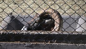 El Ecoparque abrirá sus puertas antes del segundo semestre a un publico cautivo: serán estudiantes de escuelas. El Ecoparque abrirá sus puertas antes del segundo semestre a un publico cautivo: serán estudiantes de escuelas.